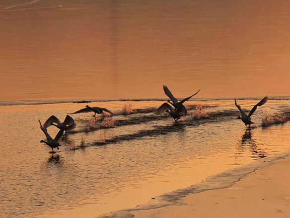 412MW！錦州陽光獲國電投青海高效雙面組件訂單